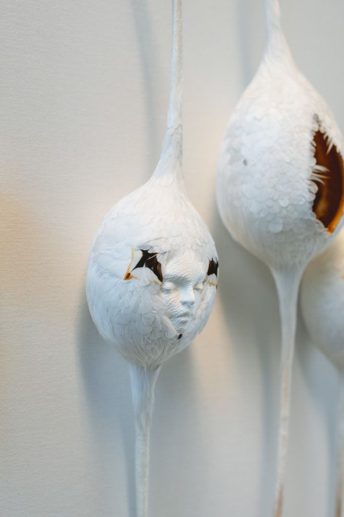 Chimaeriformes fafcea 