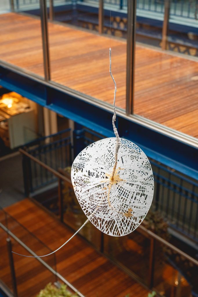 Chimaeriformes fafcea 