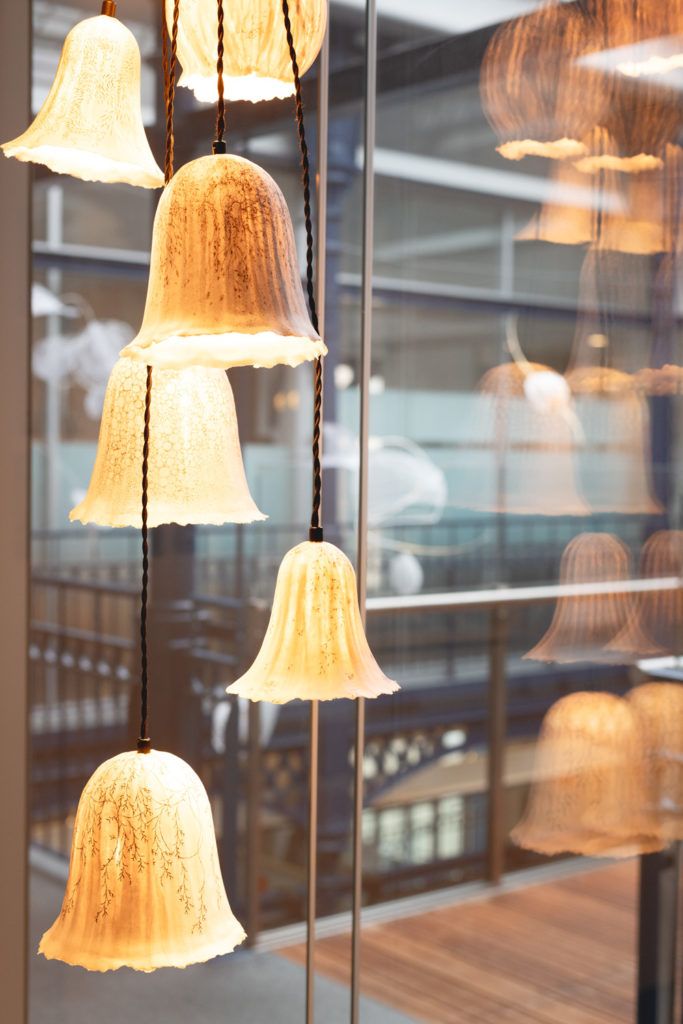 Chimaeriformes fafcea 