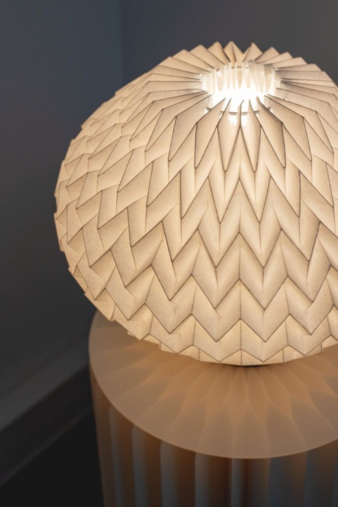 Chimaeriformes fafcea 