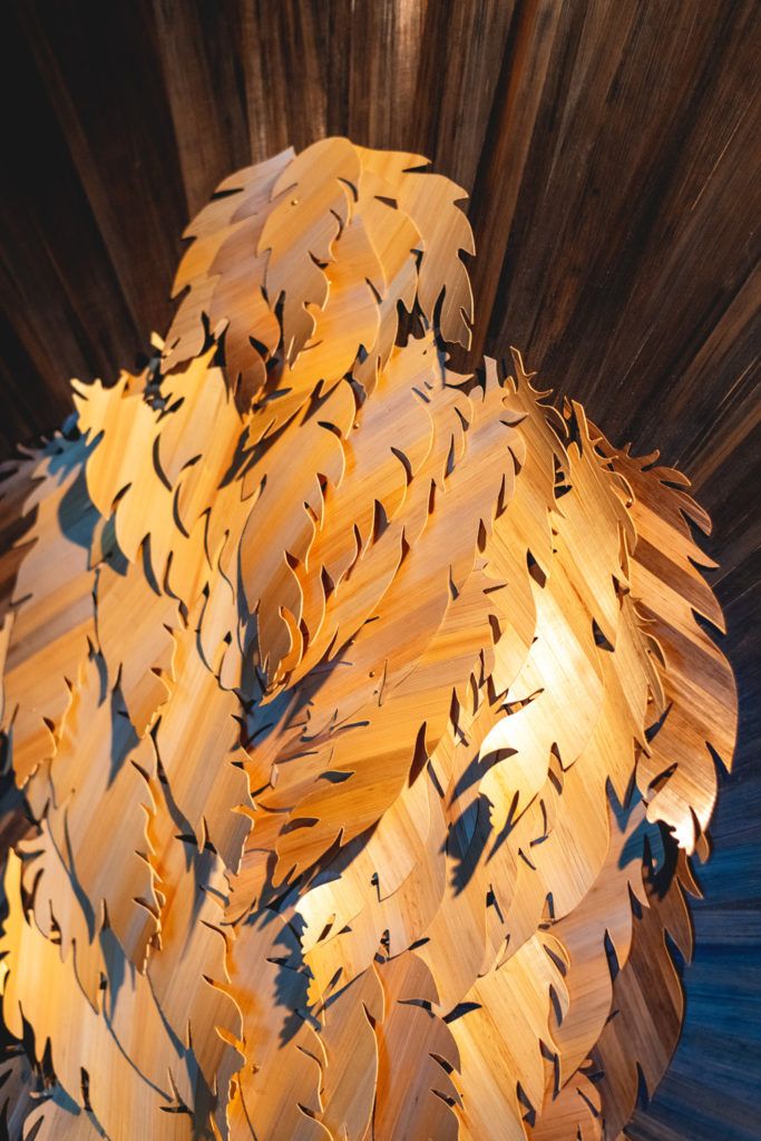 Chimaeriformes fafcea 