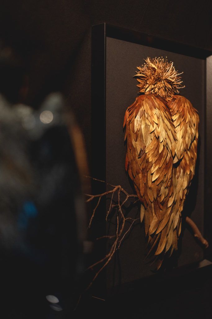 Chimaeriformes fafcea 