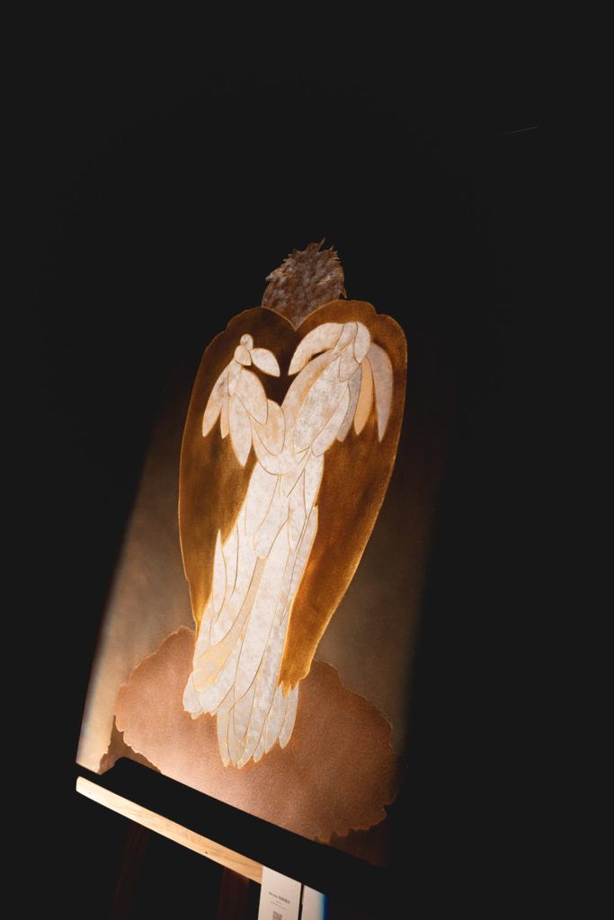 Chimaeriformes fafcea 