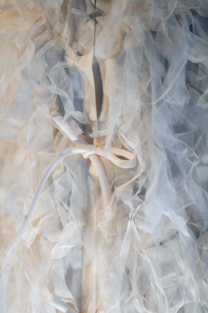 Chimaeriformes fafcea 