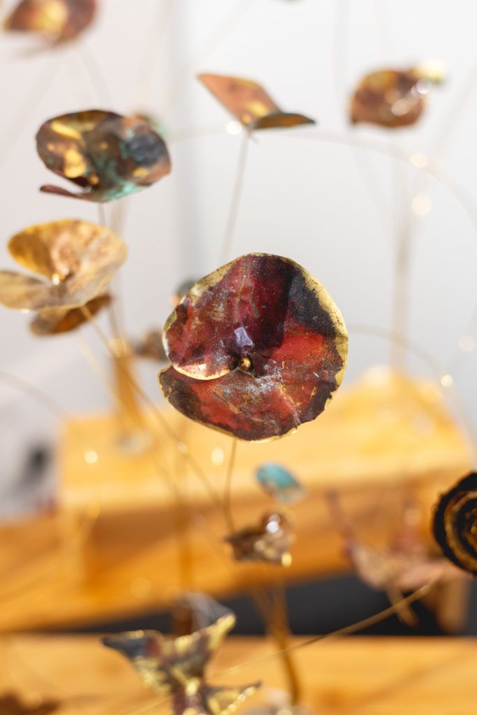 Chimaeriformes fafcea 