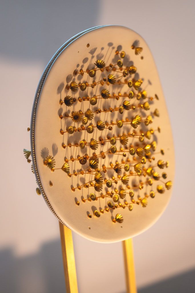 Chimaeriformes fafcea 