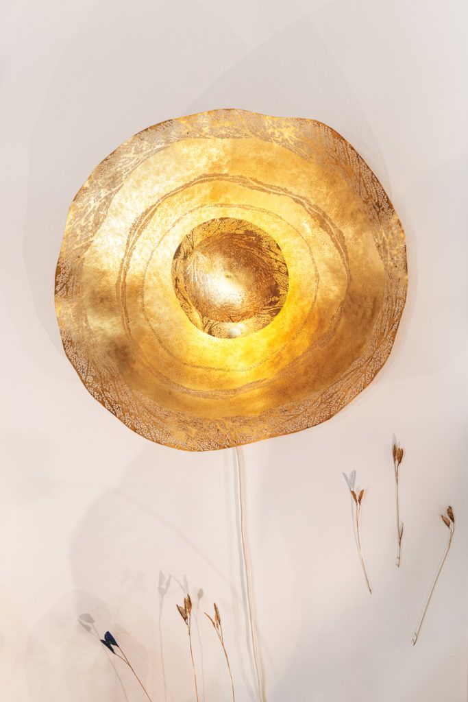 Chimaeriformes fafcea 