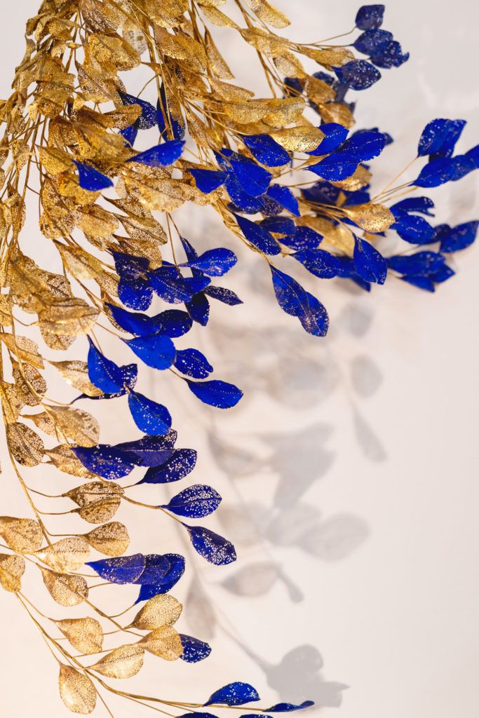 Chimaeriformes fafcea 