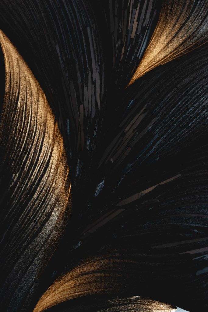 Chimaeriformes fafcea 