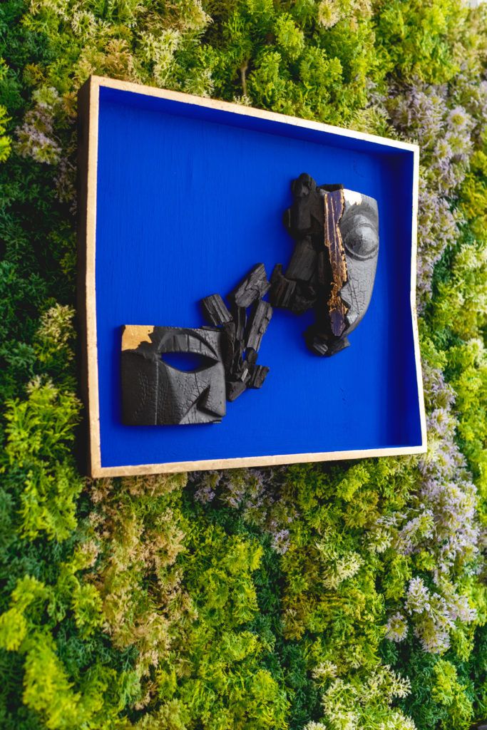 Chimaeriformes fafcea 