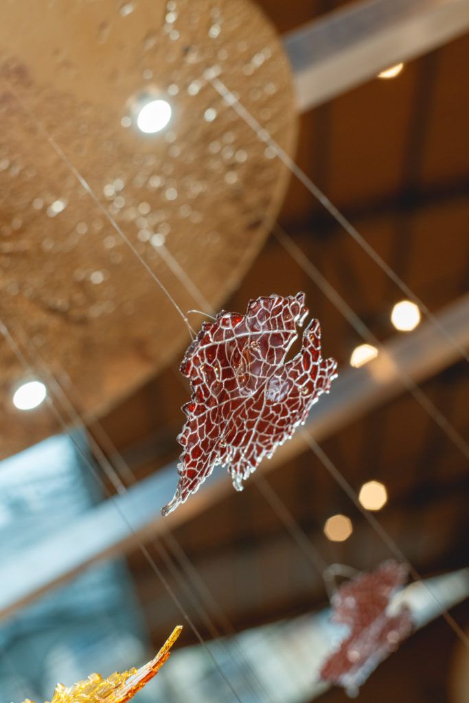 Chimaeriformes les rendezvous de la matiere 