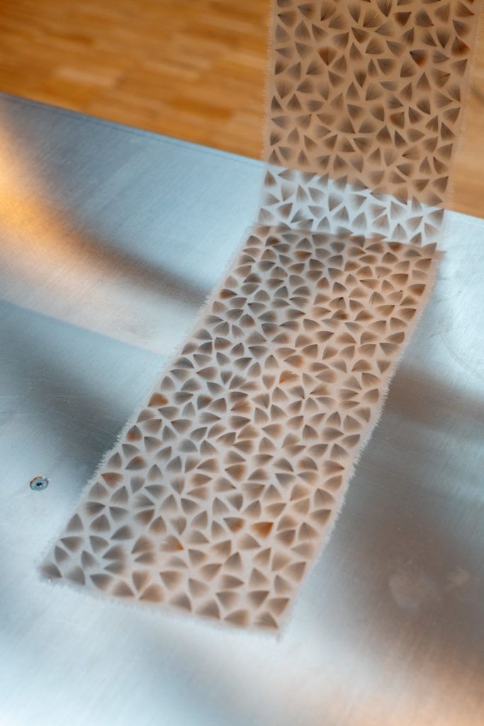 Chimaeriformes les rendezvous de la matiere 